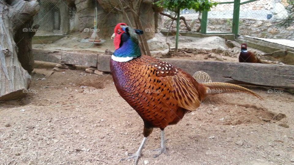 pheasant