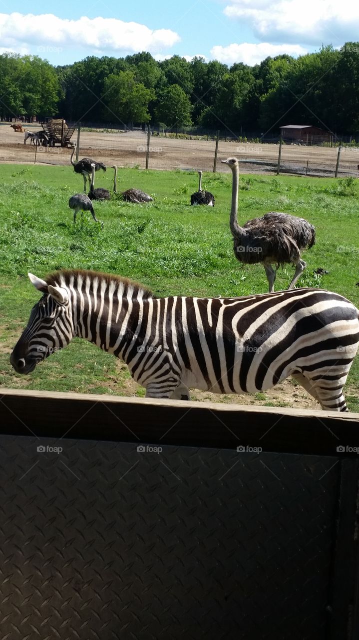 Zebra at the safari