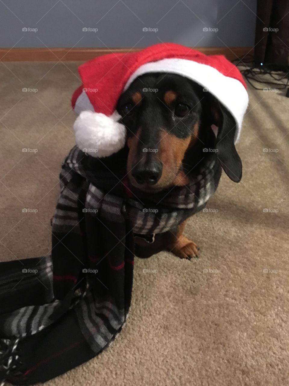 Dachshund dog wearing Christmas hat 