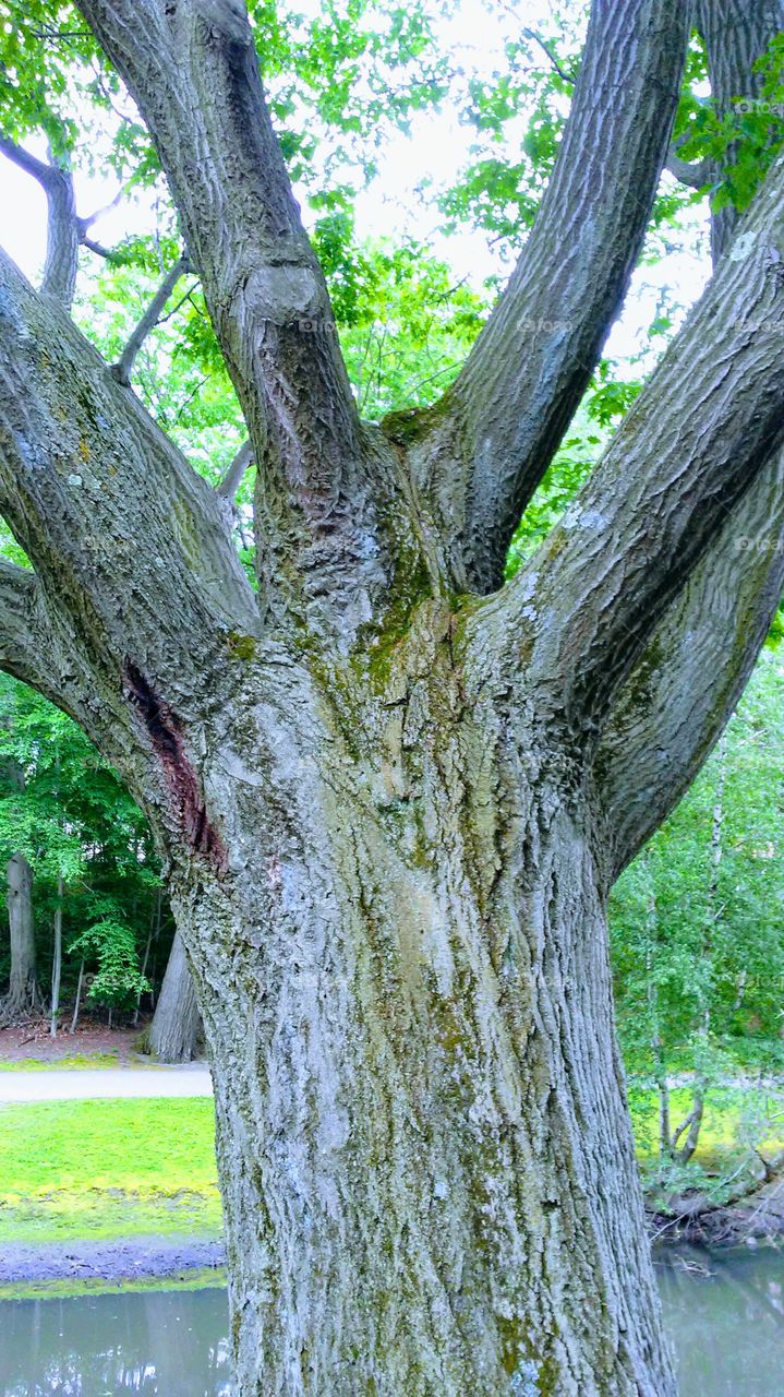 tree power