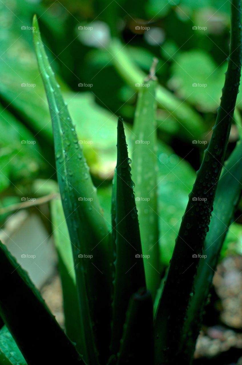 Aloe 