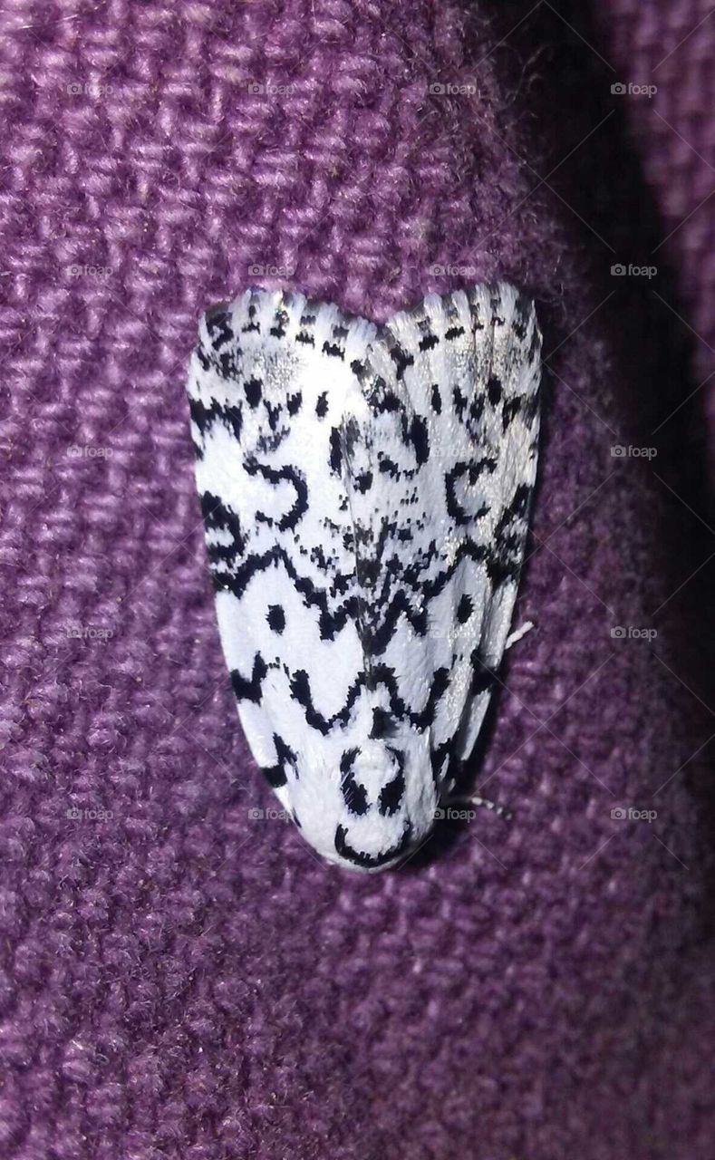 Moth, with strange patterns