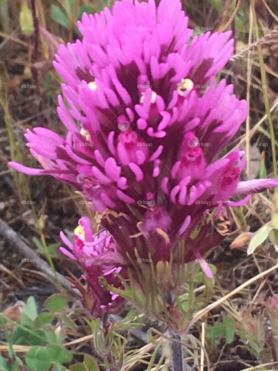 Wildflowers 