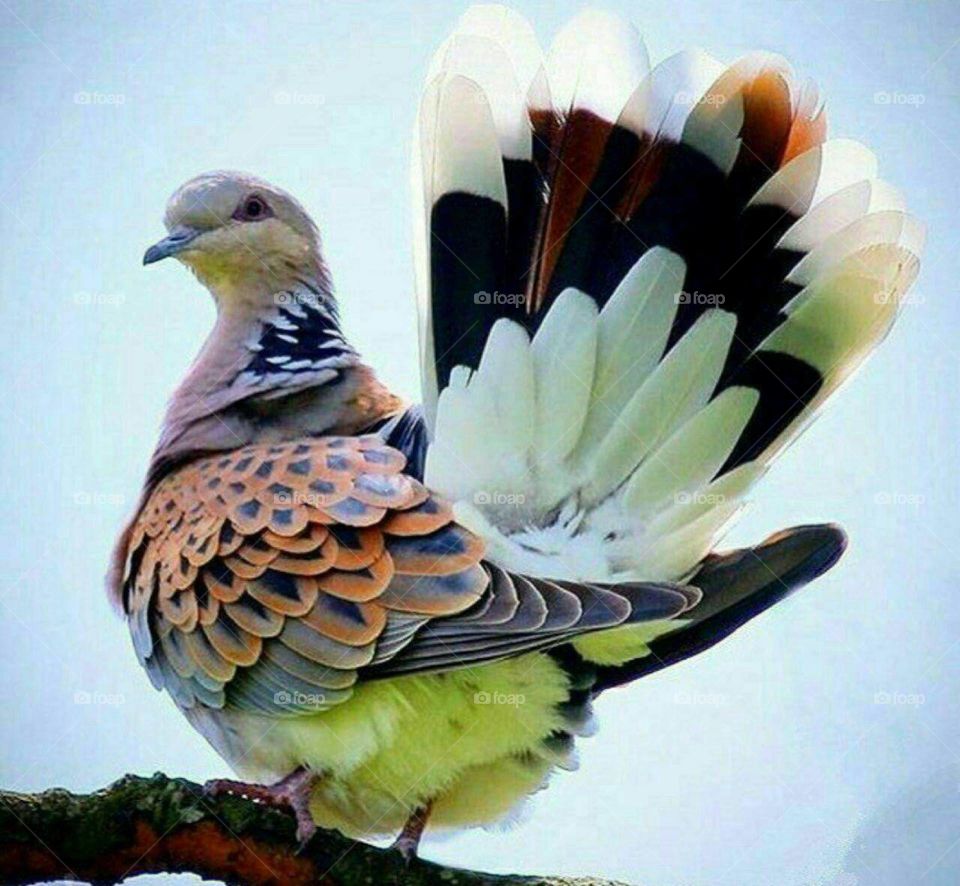 Pigeon color yellow white beautiful mix black