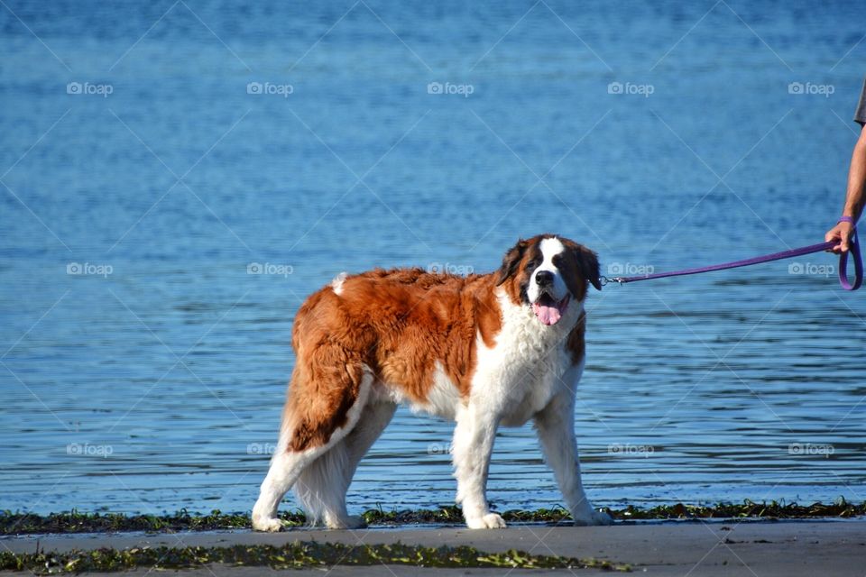 St Bernard