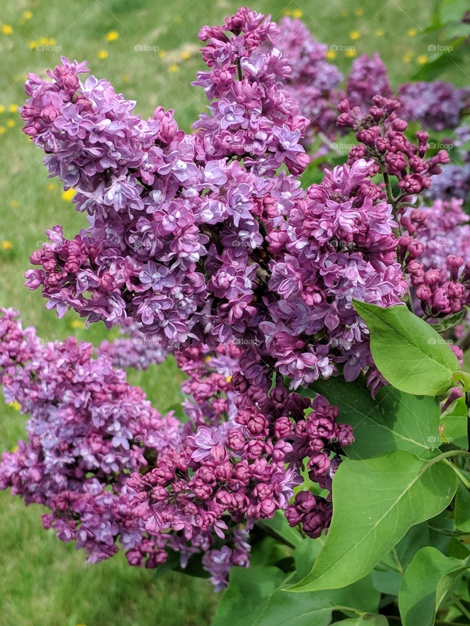 lilac with lavendar blooms and flowers