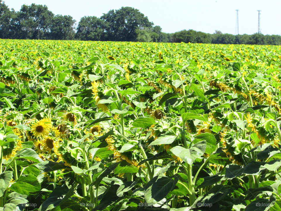 Agriculture, Flora, Field, Farm, Nature