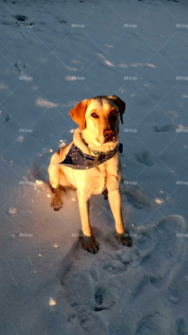 Dog, Snow, One, Winter, Portrait