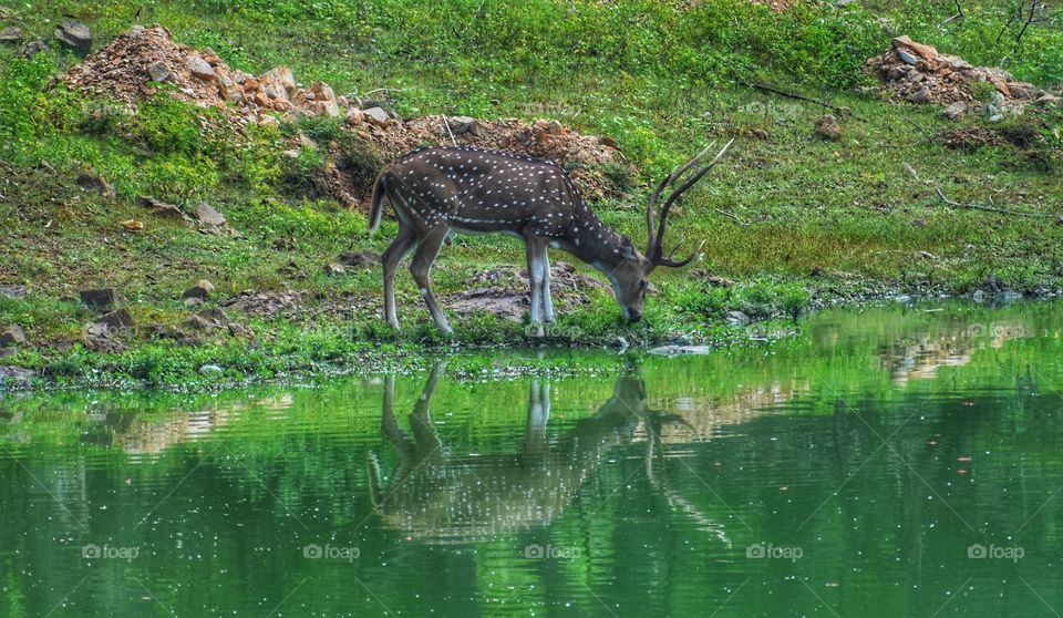 Deer and reflection on water