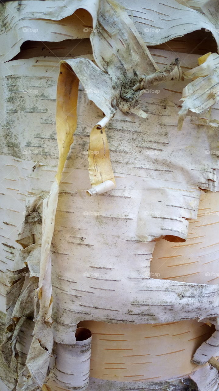 tree bark 3
