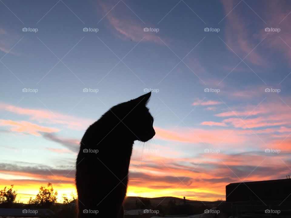 Black Cat Silhouette Sunset. Our black cat, Jade, enjoying the sunset