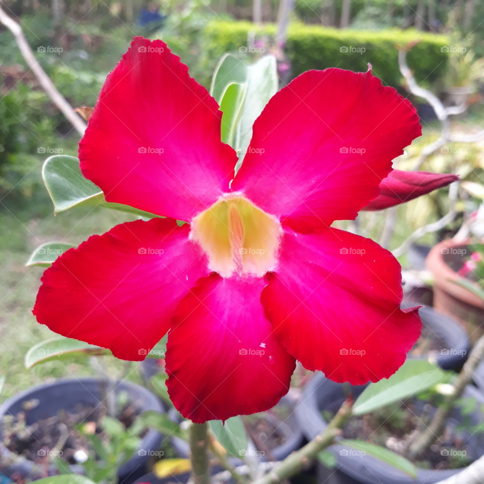 Adenium. Red color. A combination of two beautiful colors, there are red and pink on the petals.