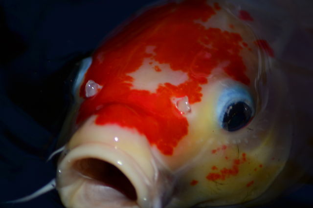 Close-up of Koi carp