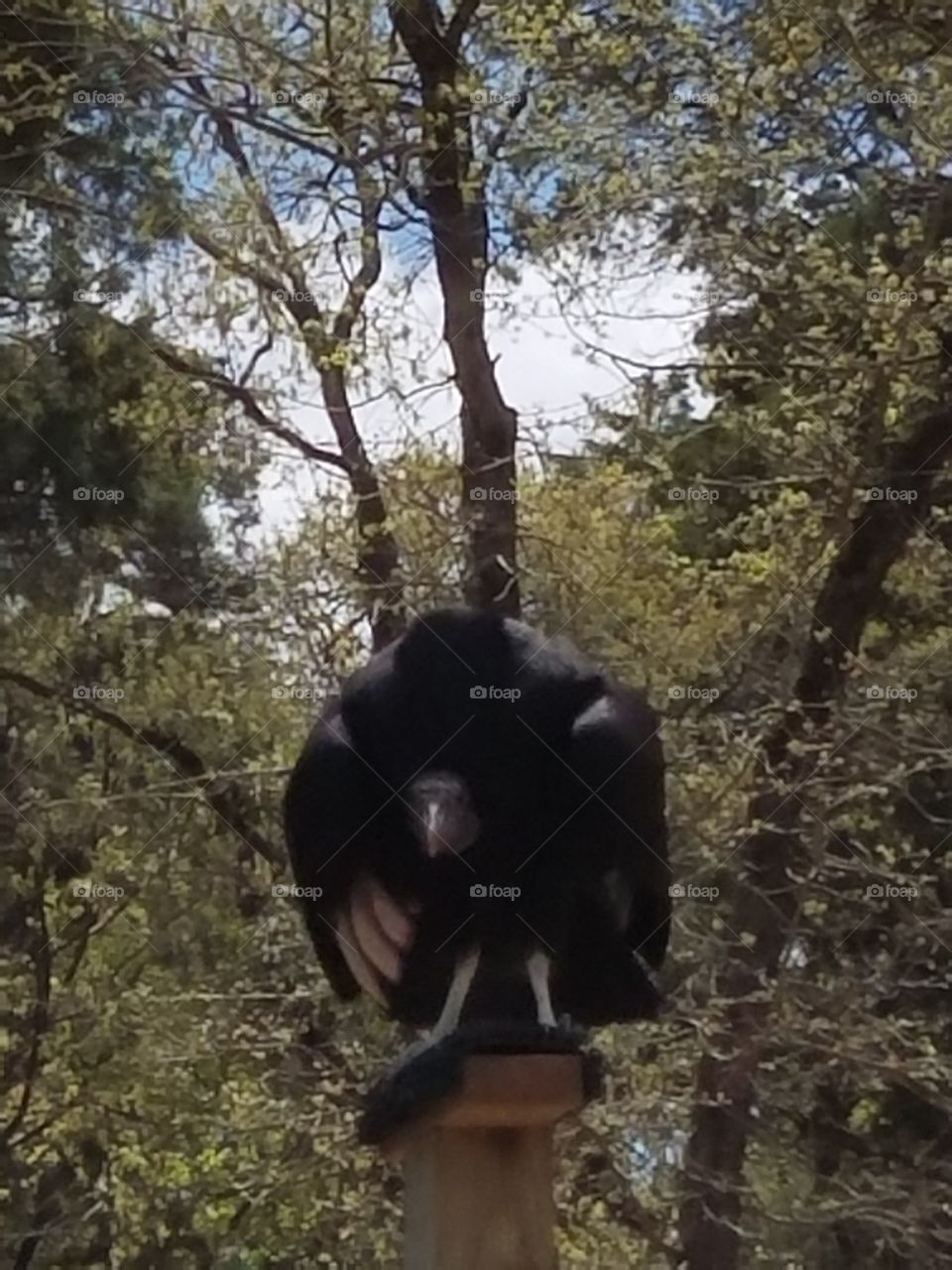 Sherwood Forest Faire pic set