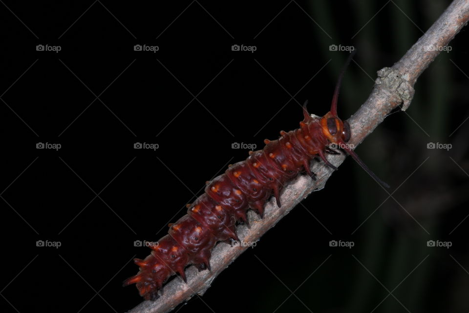Swallowtail Caterpillar. This is a photograph of a Swallowtail Caterpillar in red phase.