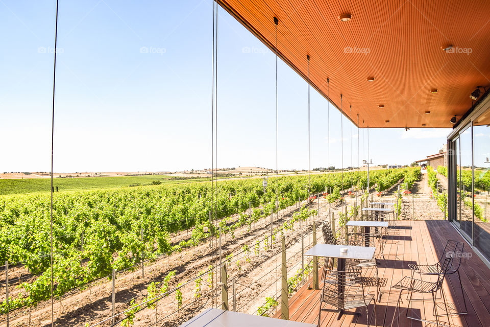 Vivid Vineyard Field View From The Coffee Shop
