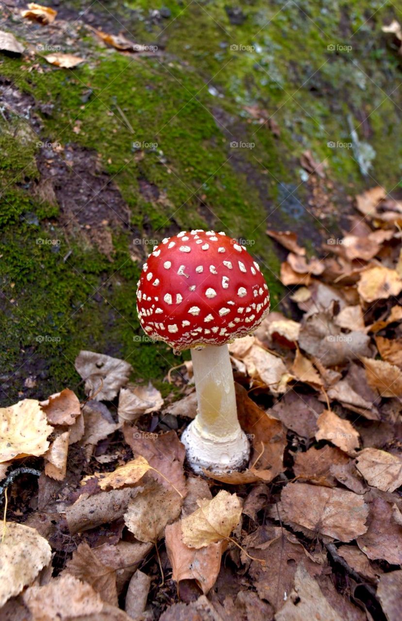 Amanita muscaria mushroom la cumbrecita 