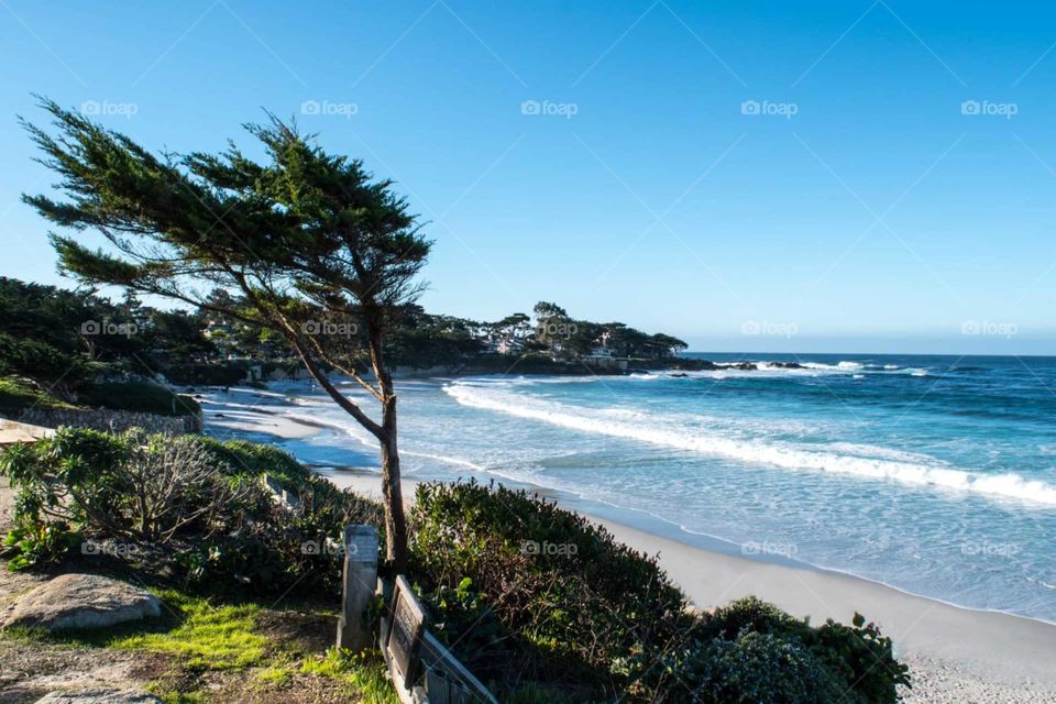 The Pine Tree shaped by strong wind blowing from the Ocean