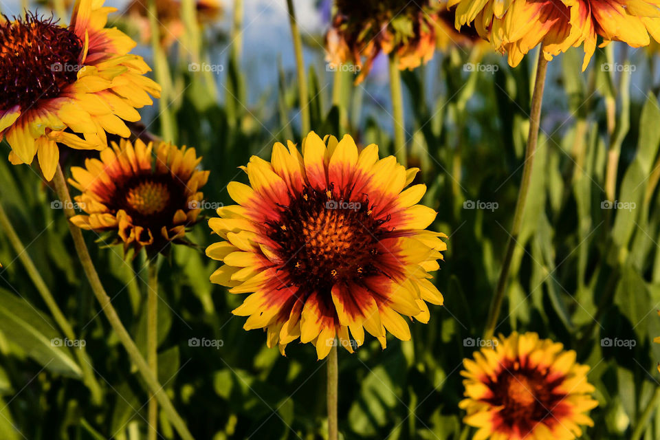 Sunny Flowers in the Garden