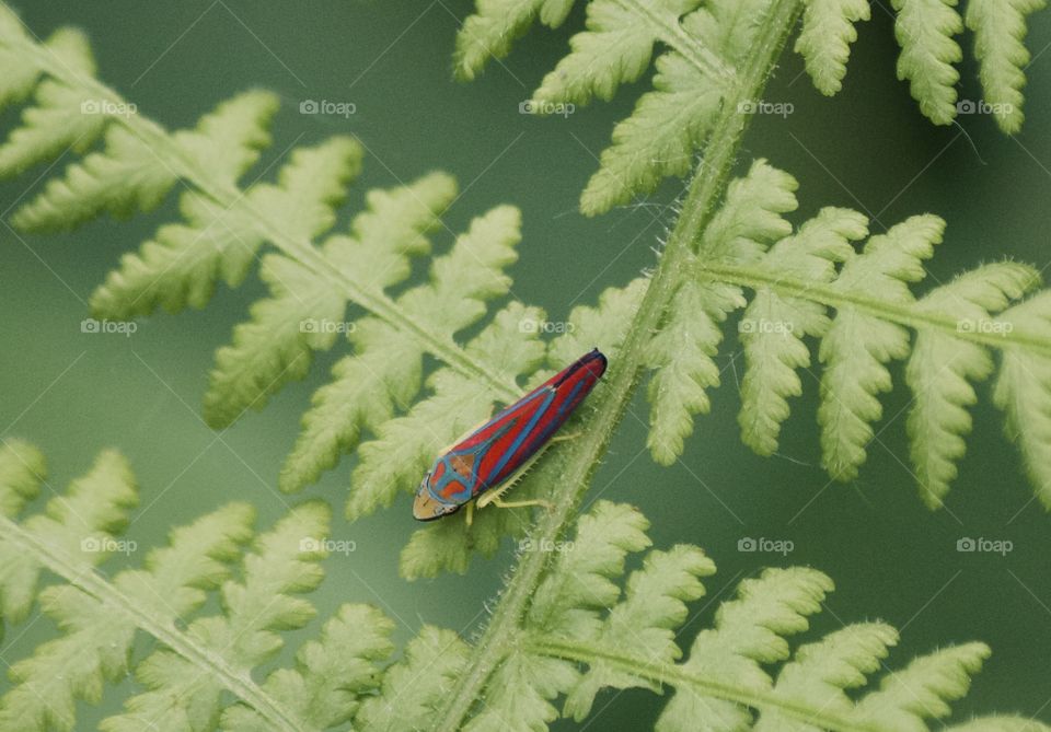 Candy-striped leafhopper