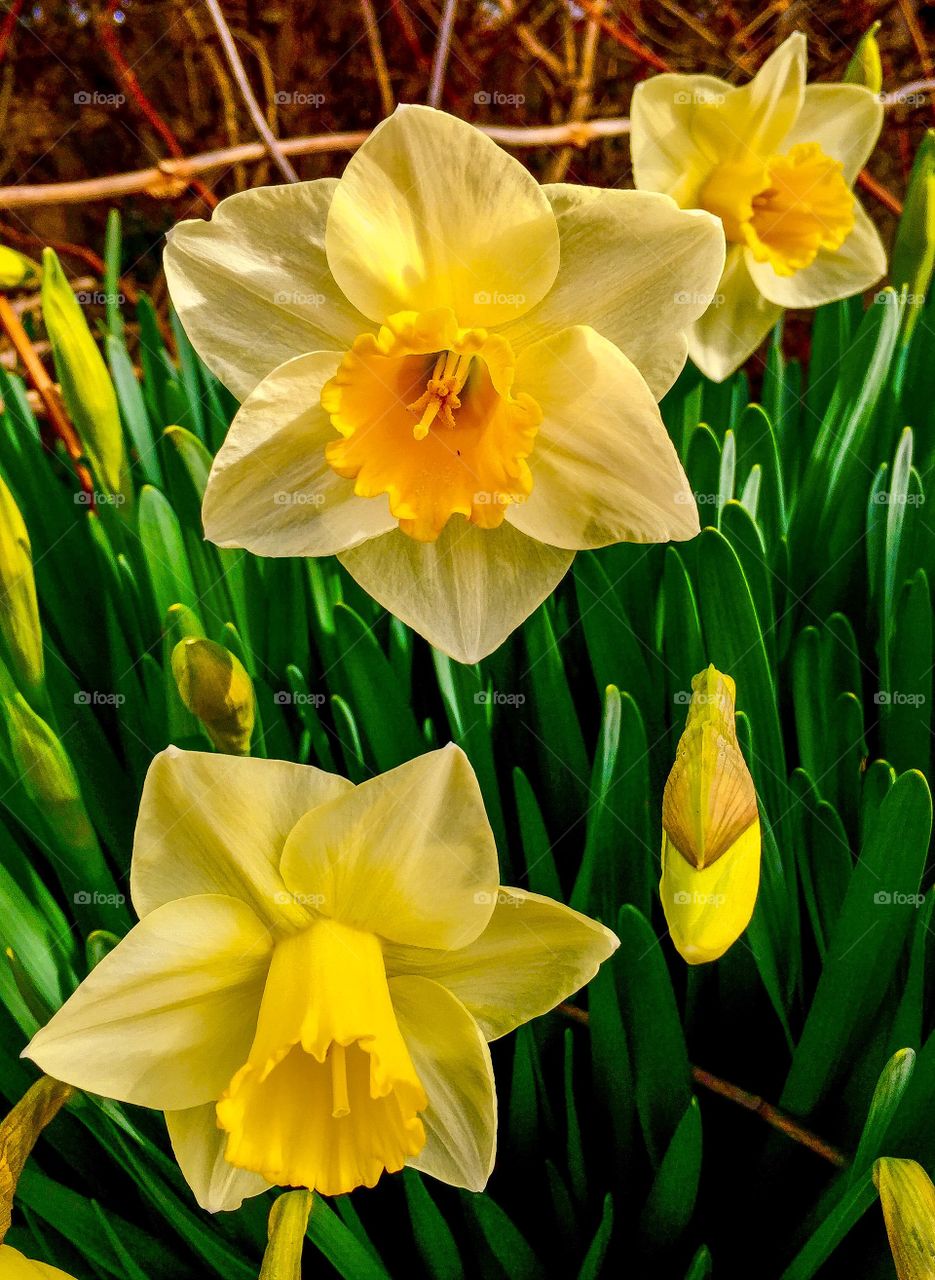 Daffodils. Lovely daffodils in front of our farm cafe on Sauvie Island, Oregon.