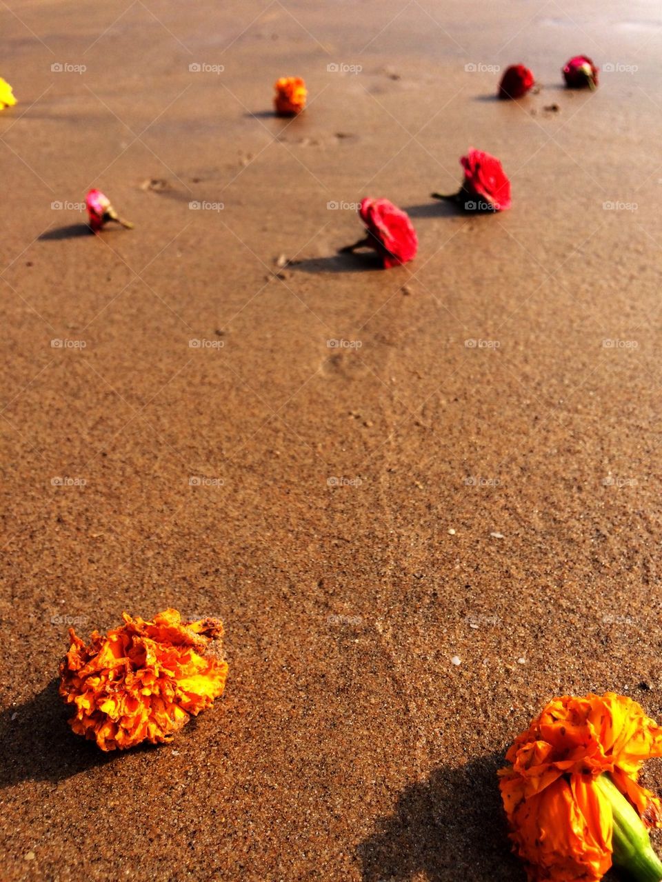 Flowers on the sand