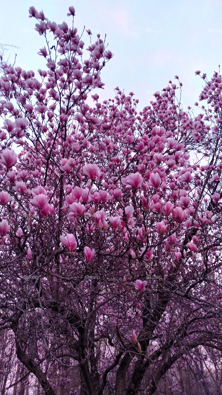 magnolia tree