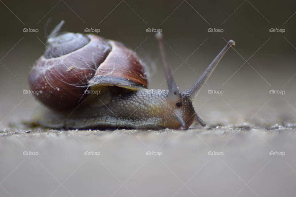 Snail in rainy day