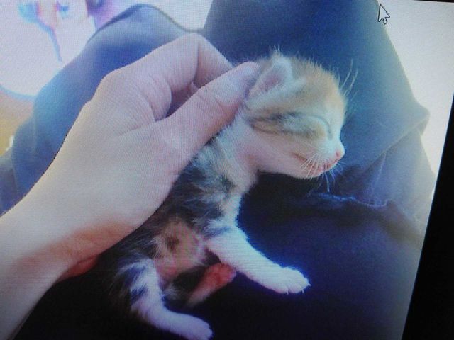 My cat