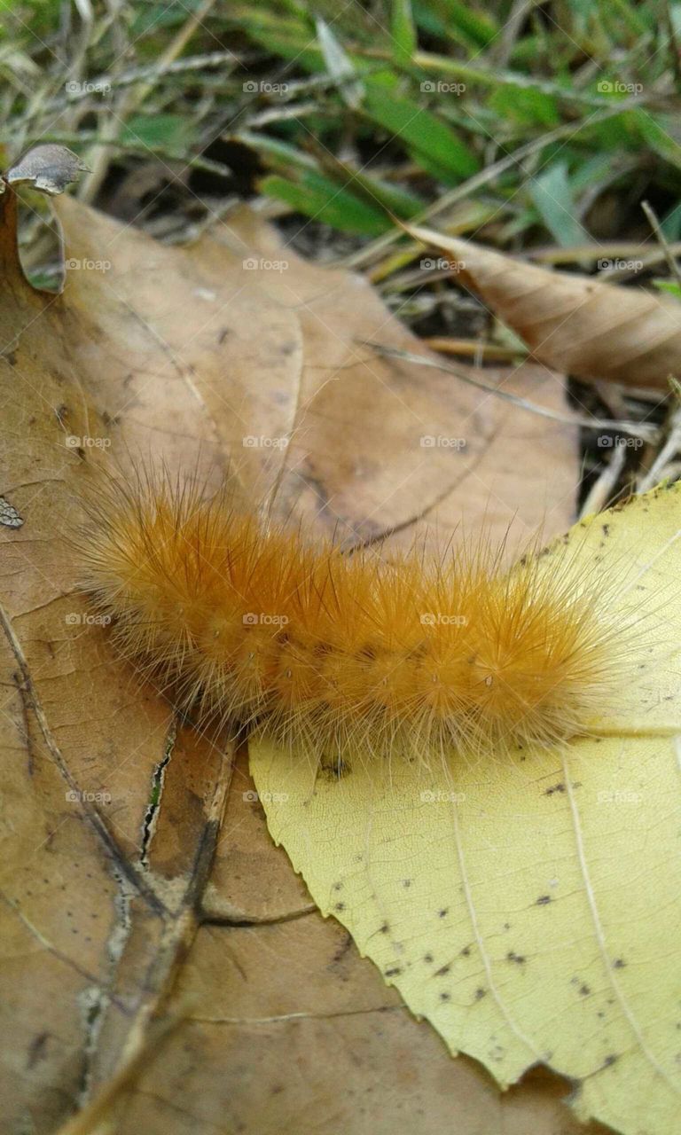 Caterpillar