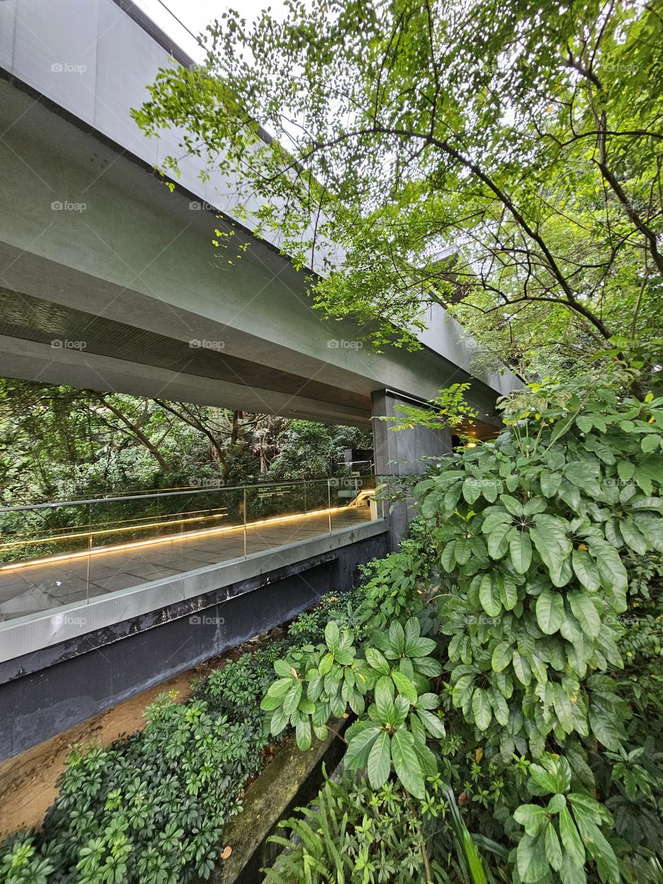 trees by the footbridge at the Asia Society Hong Kong Center