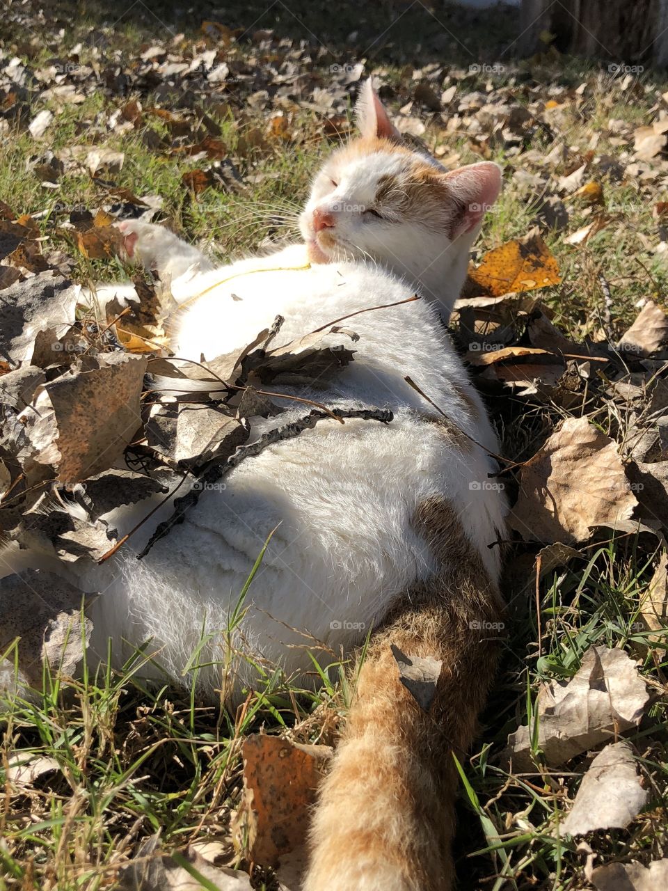 Cat soaking up some sunshine on a warm fall day