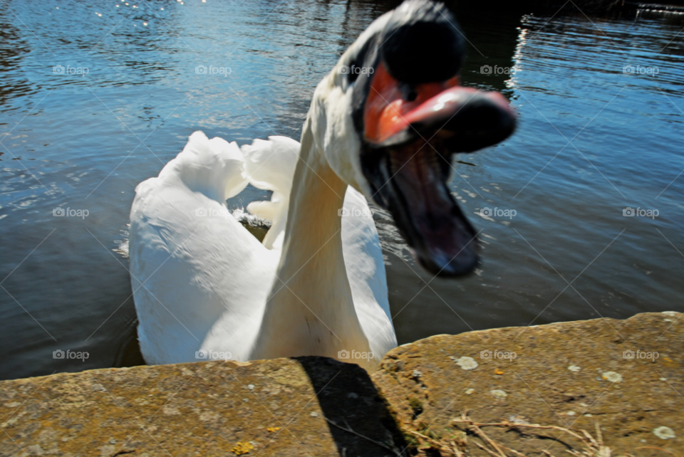 teeth swan bird swim by Wilson100
