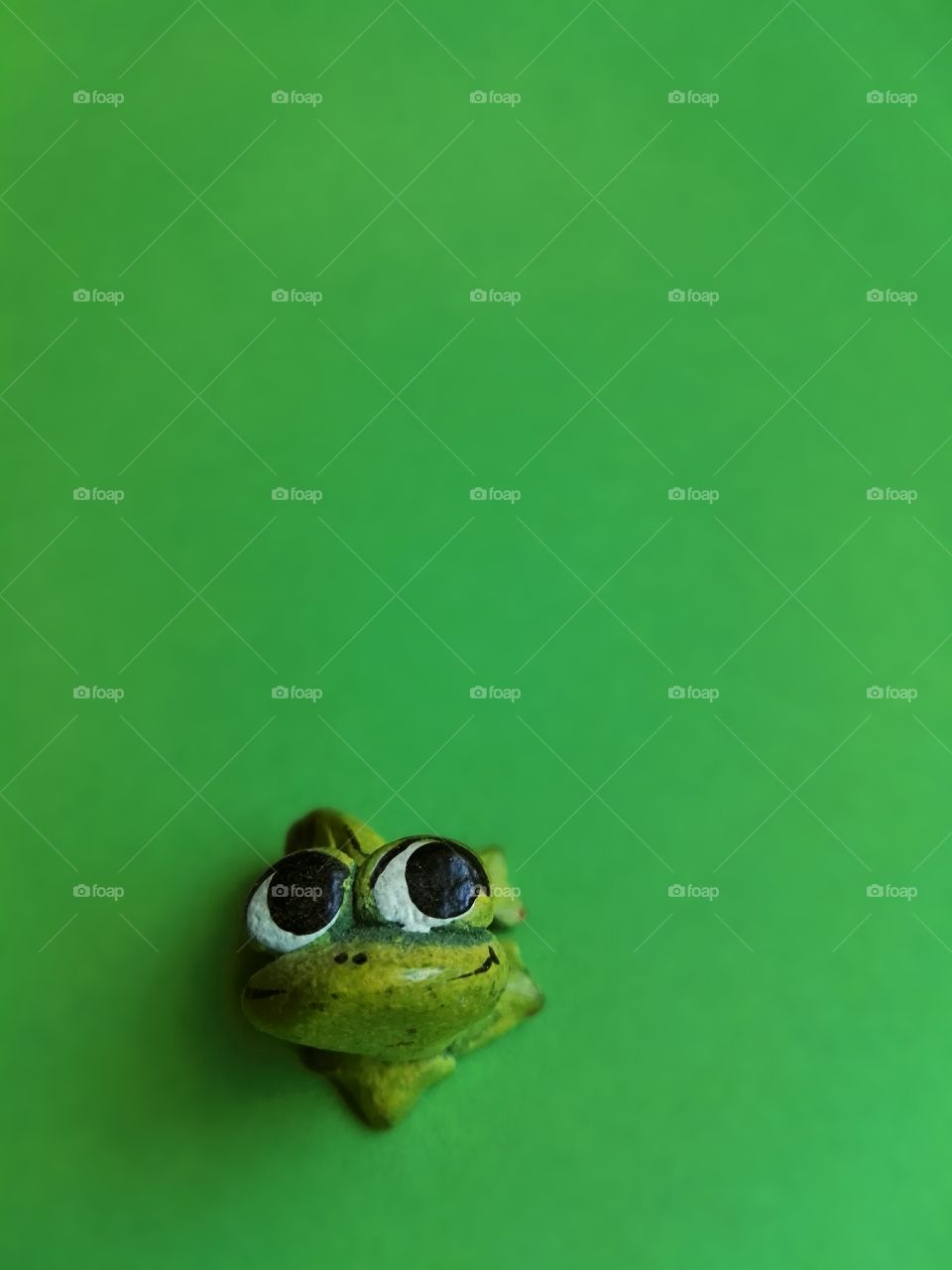 big eyes of frog