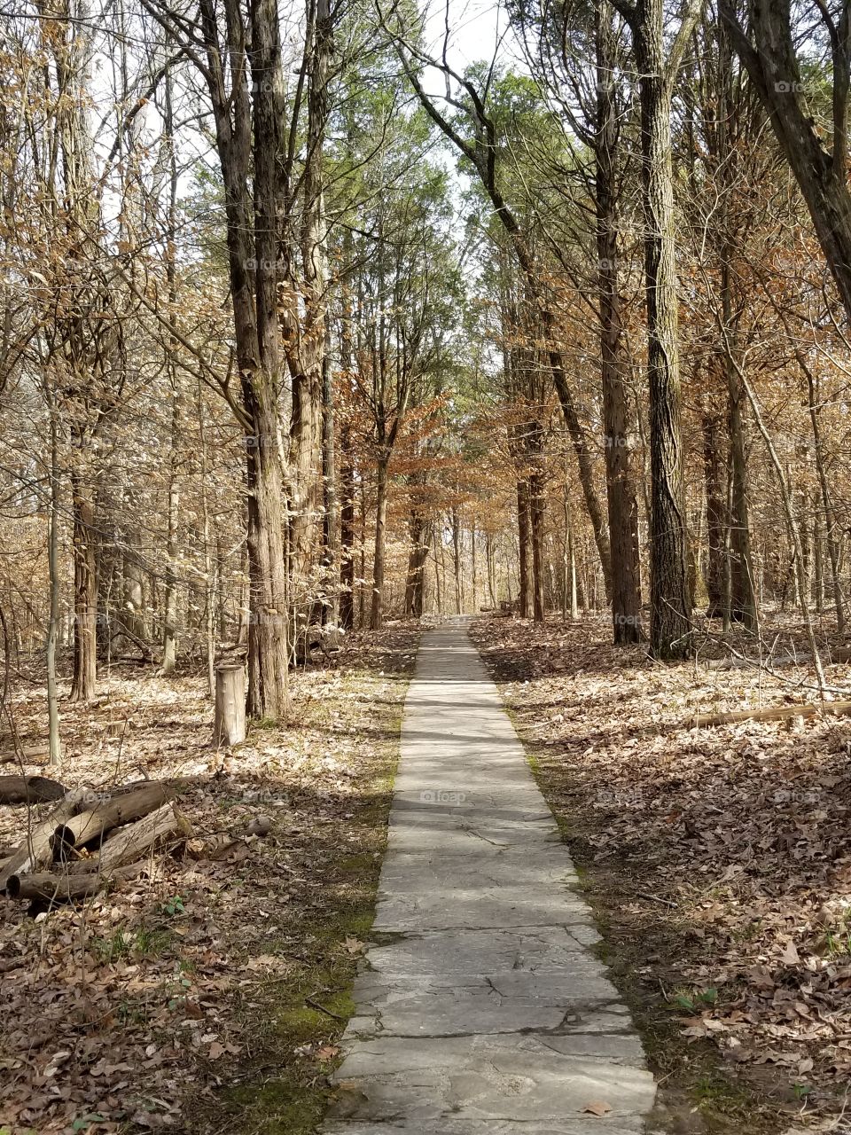 flagstone path in the national forest