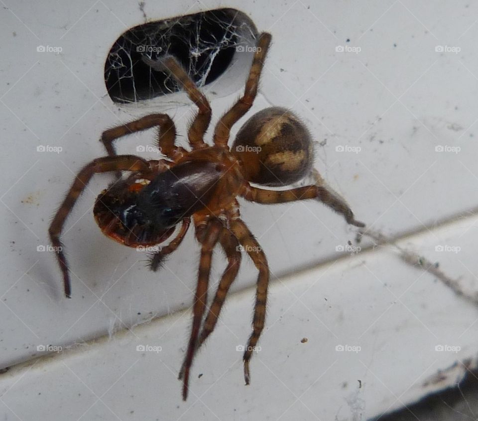 taking the shopping home