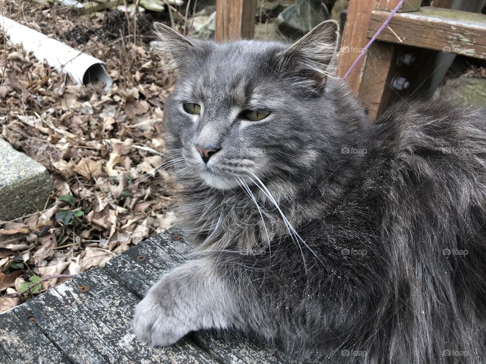 Cute gray kitty doing kitty things