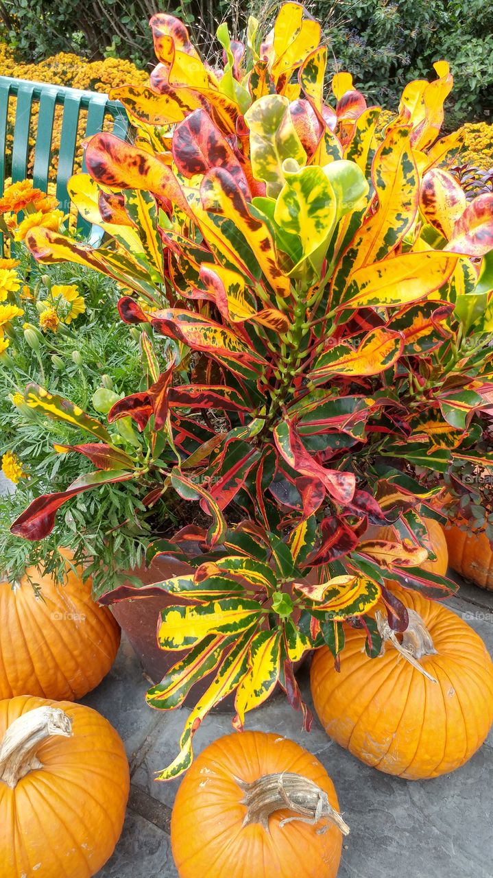 Pumpkins with bright colorful plants.