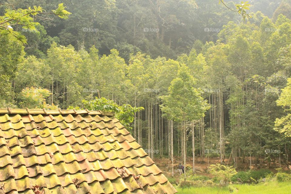 the edge of the pine forest