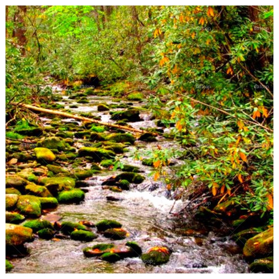 Mountain Stream