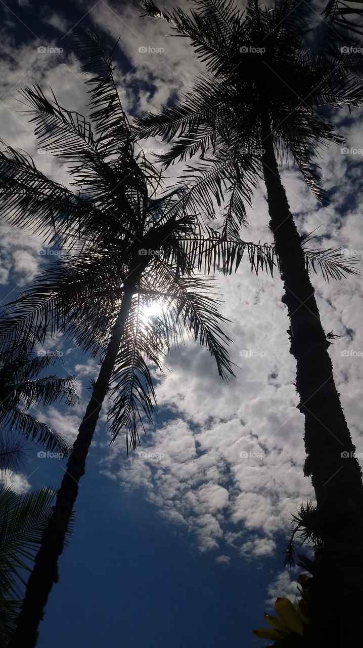 PLANT, GARDEN, LEAVES, FLOWERS, ENVIRONMENT.