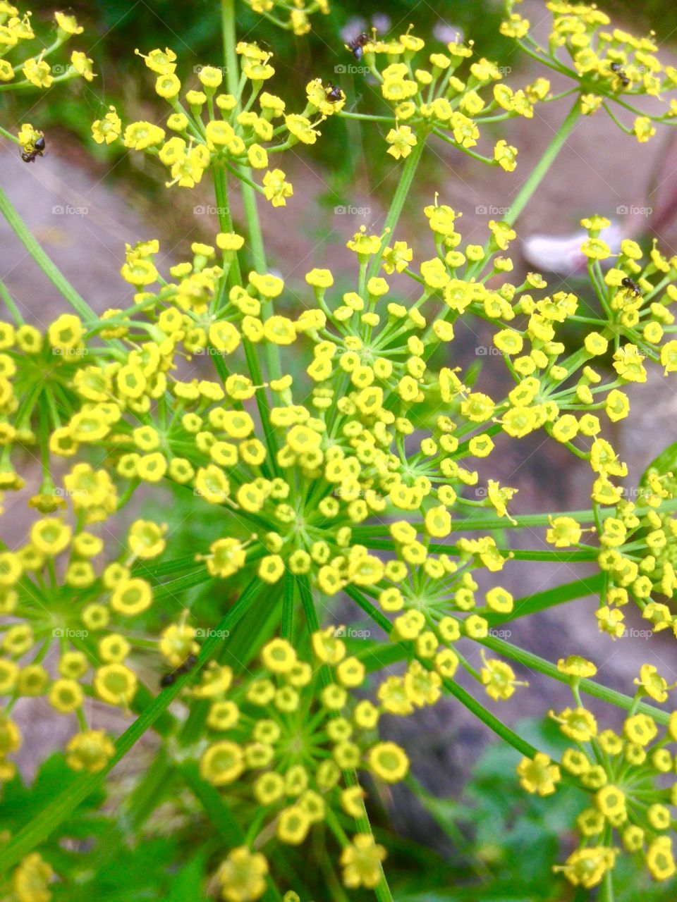 Up close and personal with a yellow plant
