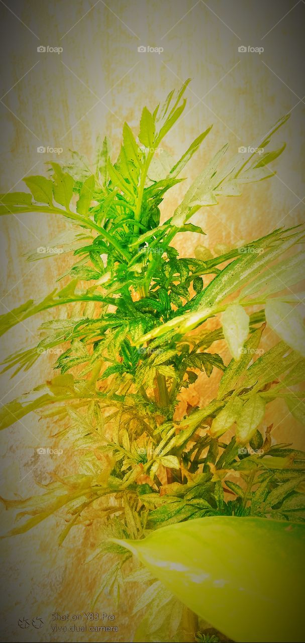 #foap #infoapartemen #foapjuly18 #foapaug18 #foapfeb18 #foapapril17 #foapers #foapjune18 #fotografoaprendiz #sfoapprentices #foaper #infoapartment #foapmission #foapmay18 #foapapr18 #foapit #infoaplikasipaytren #infoapple #foapom #foapjan19 #infoapp 