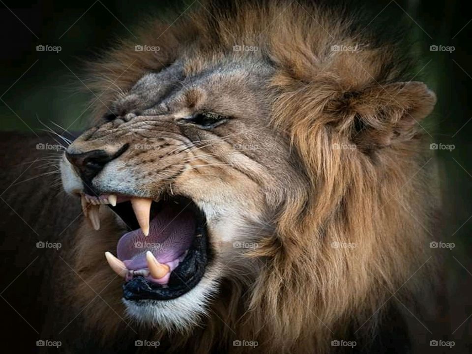 Lion
