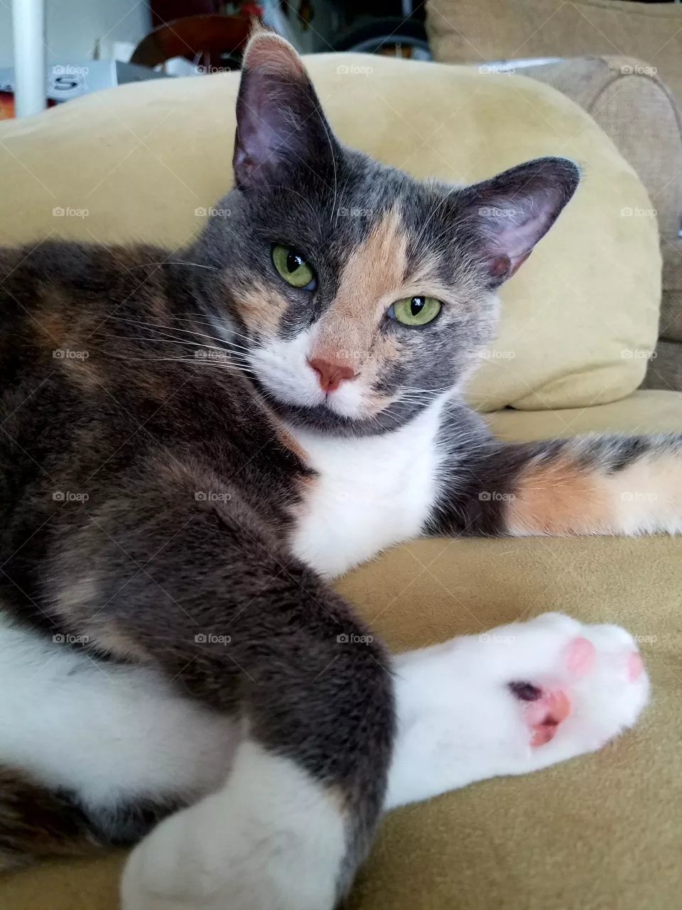 Kitty