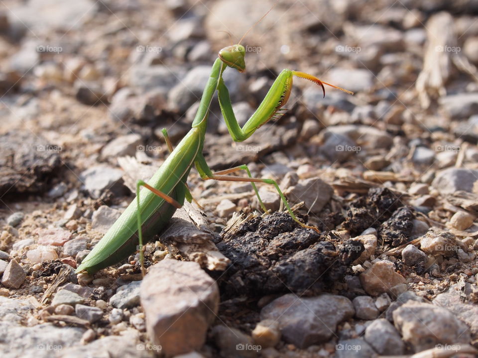 Close-up of praying mantis