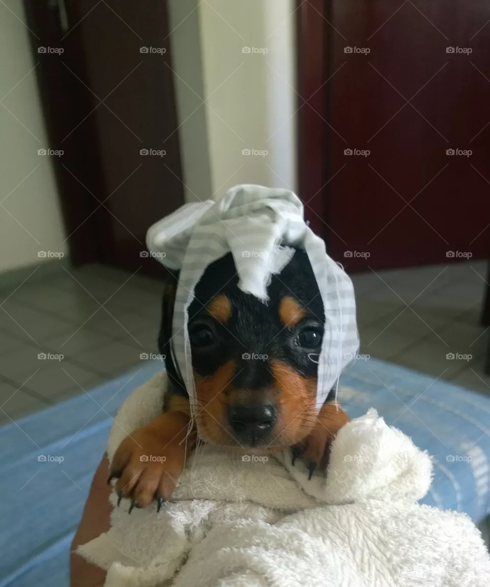 Dog