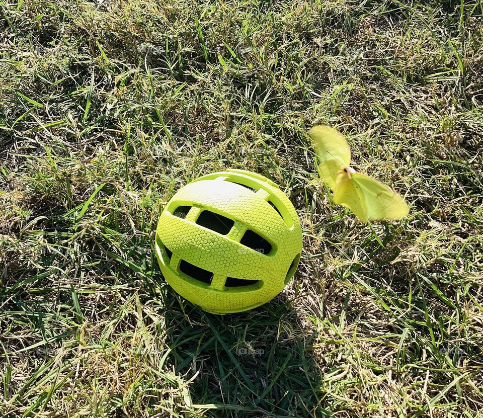 Neon green ball and butterfly same color ,she only want flying around the toy 