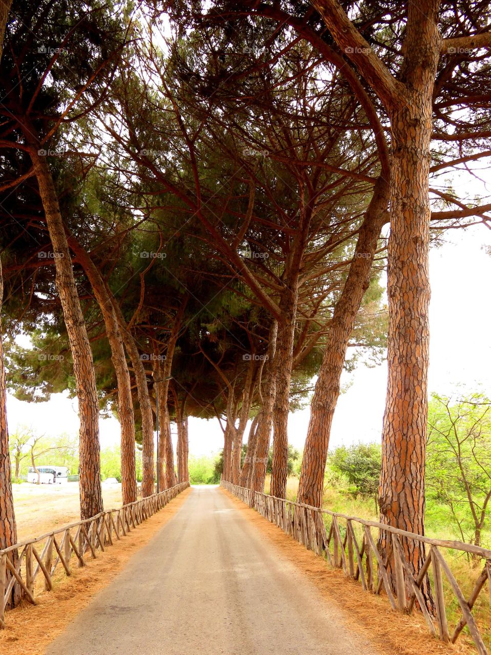 green arch