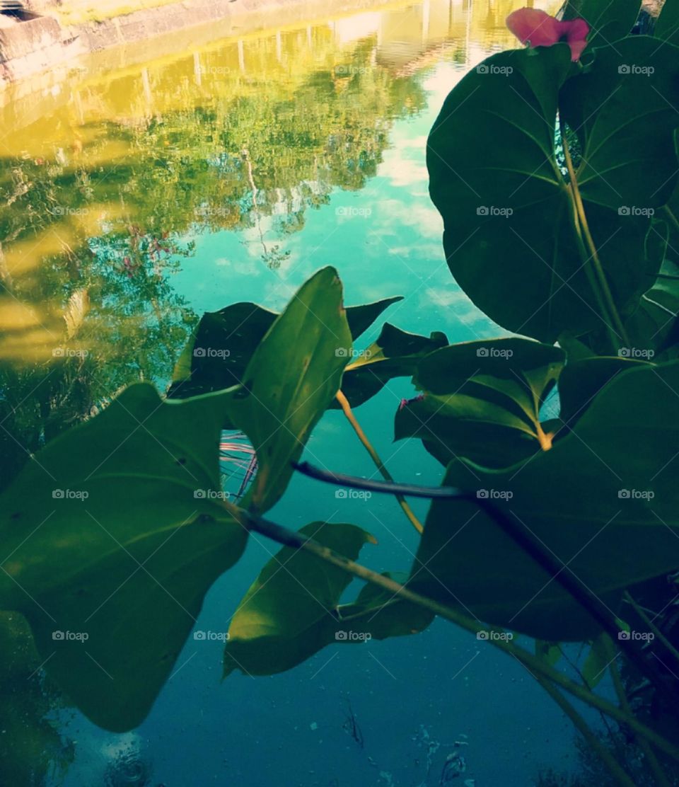Anturios descansando a beira do lago.